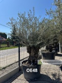 Drzewo Oliwne, Oliwka europejska (Olea europaea) wys. całkowita: ok. 300cm OE48