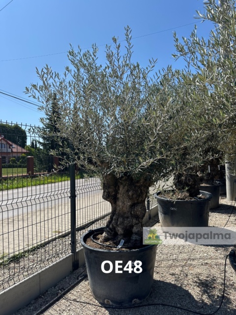 Drzewo Oliwne, Oliwka europejska (Olea europaea) wys. całkowita: ok. 300cm OE48