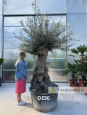 Drzewo Oliwne, Oliwka europejska (Olea europaea) wys. całkowita: ok. 300cm OE50