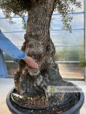 Drzewo Oliwne, Oliwka europejska (Olea europaea) wys. całkowita: ok. 300cm OE50