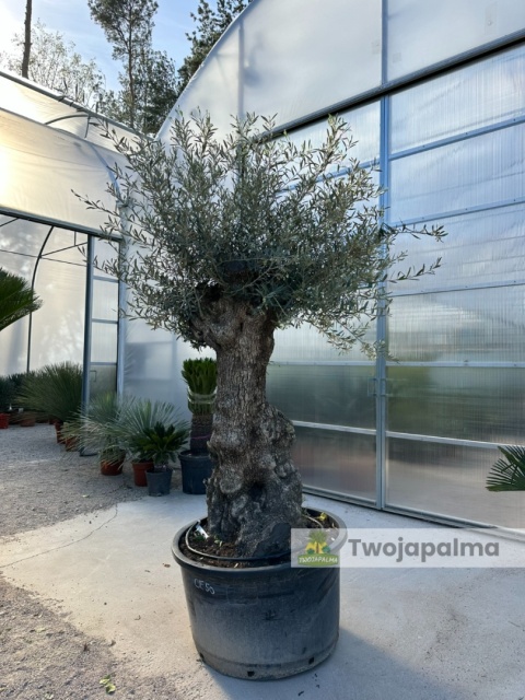 Drzewo Oliwne, Oliwka europejska (Olea europaea) wys. całkowita: ok. 300cm OE50