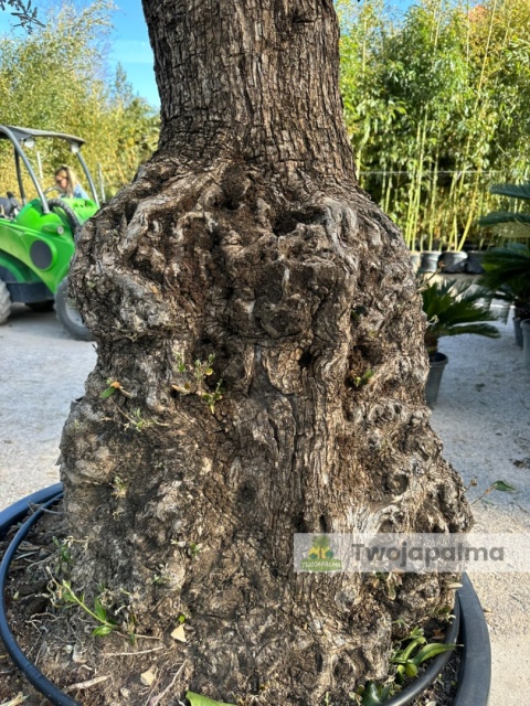 Drzewo Oliwne, Oliwka europejska (Olea europaea) wys. całkowita: ok. 300cm OE50