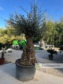 Drzewo Oliwne, Oliwka europejska (Olea europaea) wys. całkowita: ok. 300cm OE50