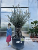 Drzewo Oliwne, Oliwka europejska (Olea europaea) wys. całkowita: ok. 300cm OE53