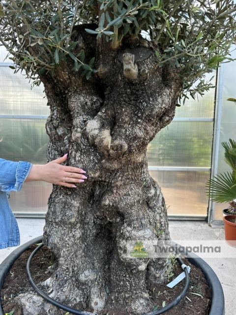 Drzewo Oliwne, Oliwka europejska (Olea europaea) wys. całkowita: ok. 300cm OE53