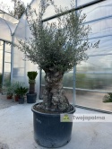 Drzewo Oliwne, Oliwka europejska (Olea europaea) wys. całkowita: ok. 300cm OE53