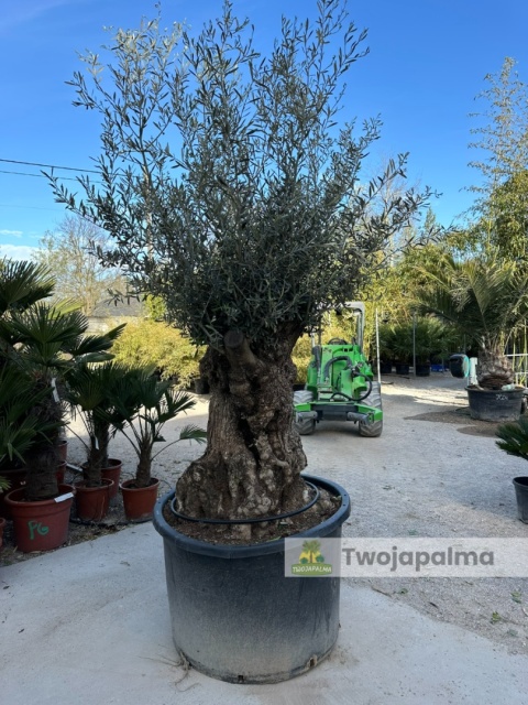 Drzewo Oliwne, Oliwka europejska (Olea europaea) wys. całkowita: ok. 300cm OE53