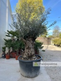 Drzewo Oliwne, Oliwka europejska (Olea europaea) wys. całkowita: ok. 300cm OE53