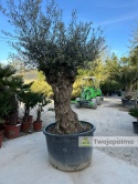 Drzewo Oliwne, Oliwka europejska (Olea europaea) wys. całkowita: ok. 350cm OE54