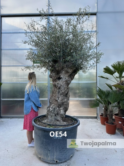 Drzewo Oliwne, Oliwka europejska (Olea europaea) wys. całkowita: ok. 350cm OE54