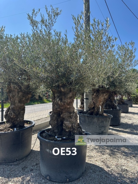 Drzewo Oliwne, Oliwka europejska (Olea europaea) wys. całkowita: ok. 300cm OE53