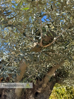 Drzewo Oliwne, Oliwka europejska (Olea europaea) wys. całkowita: ok. 300cm OEP01