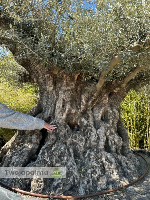 Drzewo Oliwne, Oliwka europejska (Olea europaea) wys. całkowita: ok. 300cm OEP01