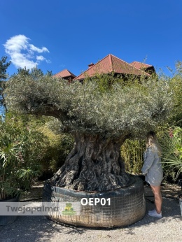 Drzewo-oliwne-olea-europaea-wysokość-całkowita-350-cm-twojapalma