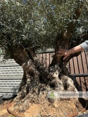 Drzewo Oliwne, Oliwka europejska (Olea europaea) wys. całkowita: ok.260cm OEP04