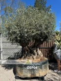 Drzewo Oliwne, Oliwka europejska (Olea europaea) wys. całkowita: ok.260cm OEP04