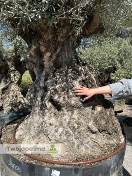 Drzewo Oliwne, Oliwka europejska (Olea europaea) wys. całkowita: ok. 300cm OEP06