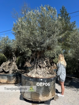 Drzewo Oliwne, Oliwka europejska (Olea europaea) wys. całkowita: ok. 300cm OEP06