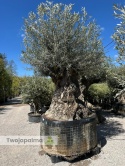 Drzewo Oliwne, Oliwka europejska (Olea europaea) wys. całkowita: ok. 300cm OEP06