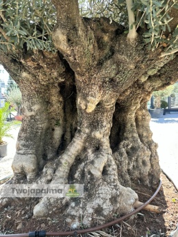 Drzewo Oliwne, Oliwka europejska (Olea europaea) wys. całkowita: ok. 300cm OEP07