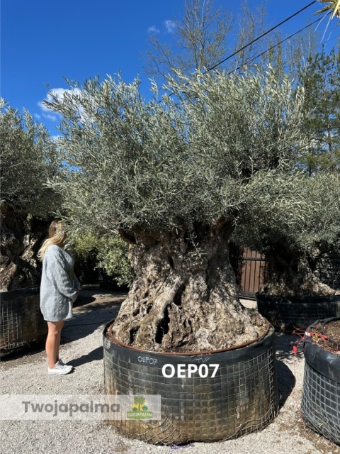Drzewo Oliwne, Oliwka europejska (Olea europaea) wys. całkowita: ok. 300cm OEP07