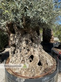 Drzewo Oliwne, Oliwka europejska (Olea europaea) wys. całkowita: ok. 300cm OEP07