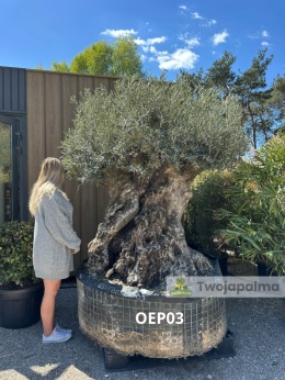 Drzewo-oliwne-olea-europaea-wysokość-całkowita-320-cm-twojapalma