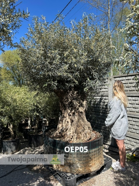 Drzewo Oliwne, Oliwka europejska (Olea europaea) wys. całkowita: ok. 270cm OEP05