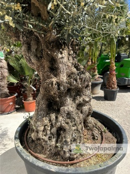 Drzewo Oliwne, Oliwka europejska (Olea europaea) wys. całkowita: ok. 280cm OE55