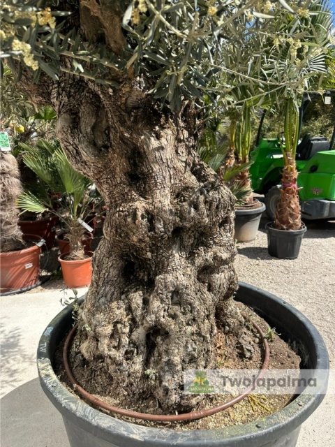 Drzewo Oliwne, Oliwka europejska (Olea europaea) wys. całkowita: ok. 280cm OE55