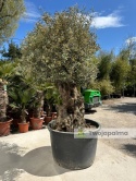Drzewo Oliwne, Oliwka europejska (Olea europaea) wys. całkowita: ok. 280cm OE55
