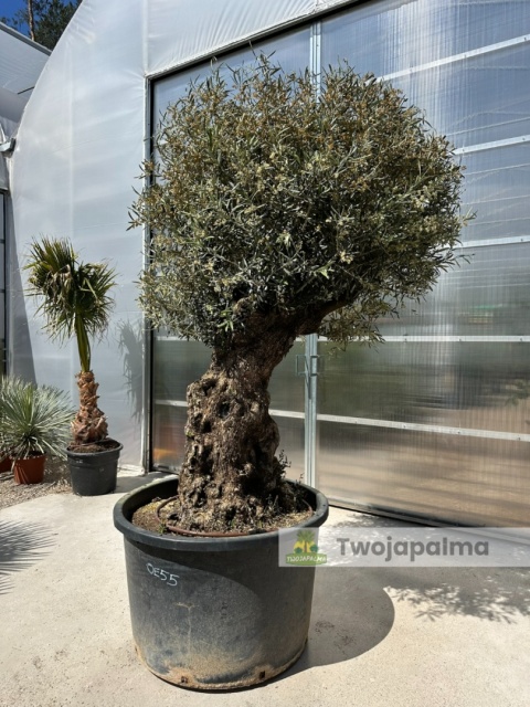 Drzewo Oliwne, Oliwka europejska (Olea europaea) wys. całkowita: ok. 280cm OE55