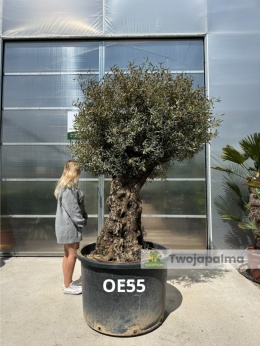 Drzewo Oliwne, Oliwka europejska (Olea europaea) wys. całkowita: ok. 280cm OE55