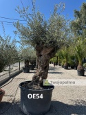 Drzewo Oliwne, Oliwka europejska (Olea europaea) wys. całkowita: ok. 350cm OE54