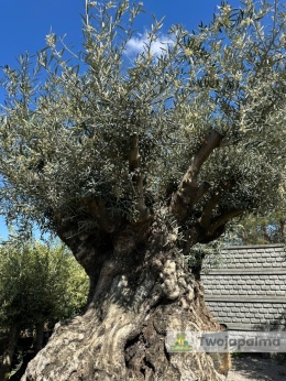 Drzewo Oliwne, Oliwka europejska (Olea europaea) wys. całkowita: ok. 320cm OEP02