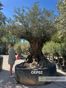 Drzewo Oliwne, Oliwka europejska (Olea europaea) wys. całkowita: ok. 320cm OEP02