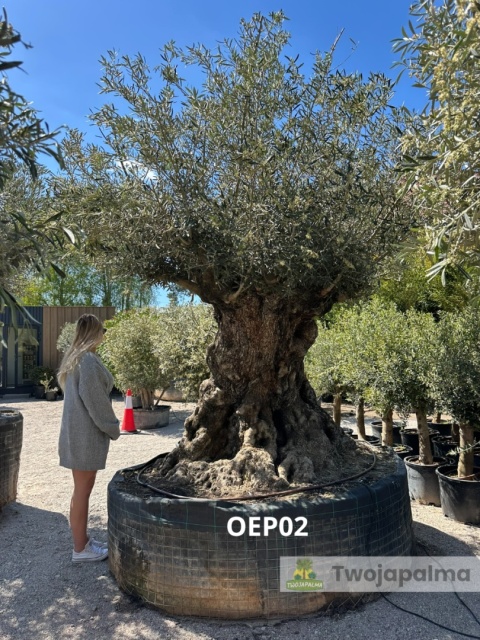Drzewo Oliwne, Oliwka europejska (Olea europaea) wys. całkowita: ok. 320cm OEP02