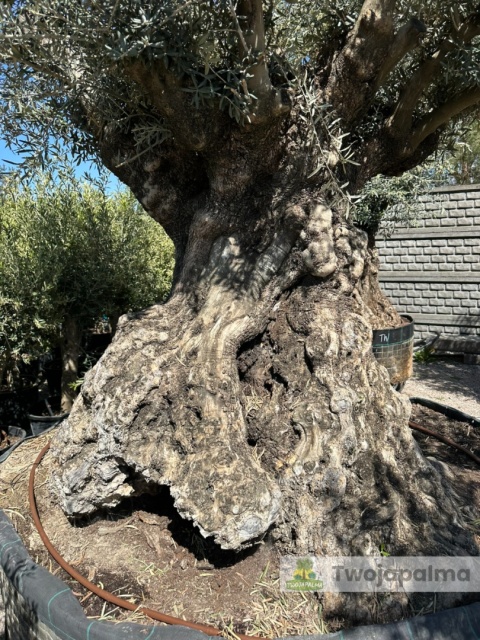 Drzewo Oliwne, Oliwka europejska (Olea europaea) wys. całkowita: ok. 320cm OEP02