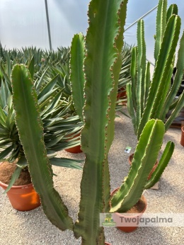 Euphorbia ingens - Wilczomlecz wielki wysokość całkowita: 160-170cm