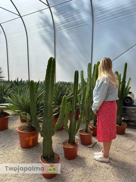 Euphorbia ingens - Wilczomlecz wielki wysokość całkowita: 160-170cm
