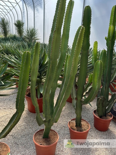 Euphorbia ingens - Wilczomlecz wielki wysokość całkowita: 160-170cm