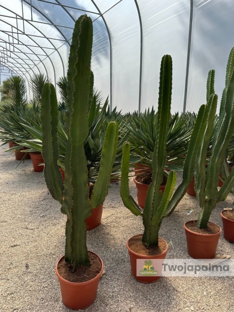 Euphorbia ingens - Wilczomlecz wielki wysokość całkowita: 160-170cm