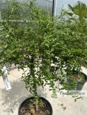 Fingerlime yellow drzewko (Microcitrus australasica) Wys. całkowita: ok. 150cm