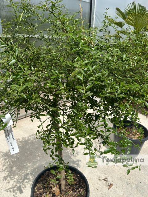Fingerlime yellow drzewko (Microcitrus australasica) Wys. całkowita: ok. 150cm
