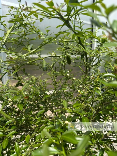 Fingerlime yellow drzewko (Microcitrus australasica) Wys. całkowita: ok. 150cm