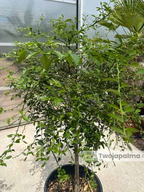 Fingerlime yellow drzewko (Microcitrus australasica) Wys. całkowita: ok. 150cm