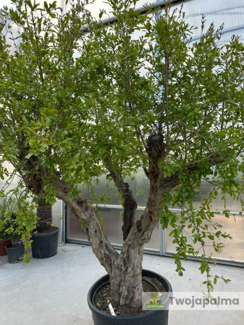 Granatowiec właściwy - Punica granatum wys. całkowita: ok. 300cm