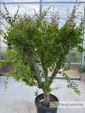 Granatowiec właściwy - Punica granatum wys. całkowita: ok. 220cm