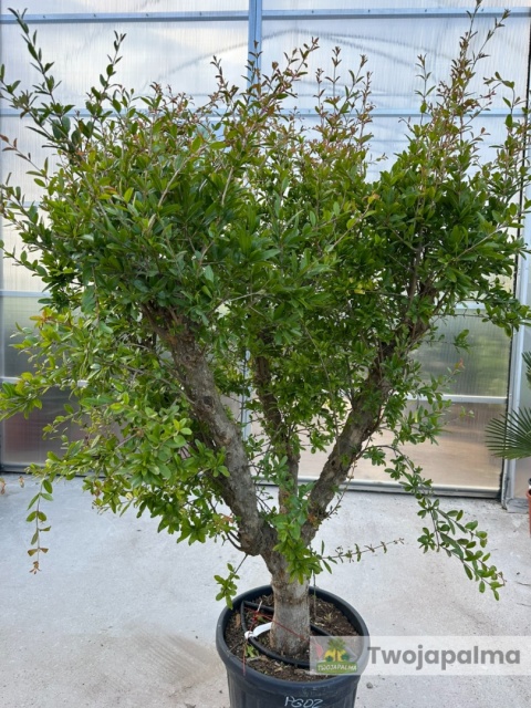 Granatowiec właściwy - Punica granatum wys. całkowita: ok. 220cm