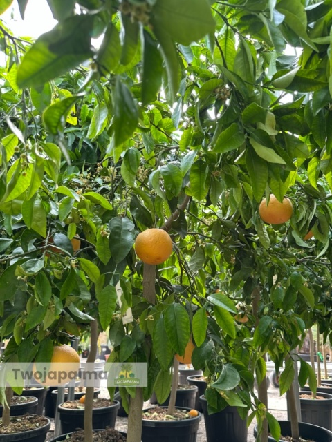 Grejpfrut drzewko (Citrus paradisi) Wys. całkowita: ok. 180-200cm